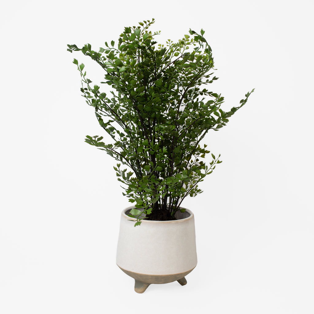 Maidenhair Drop-In