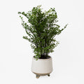 Maidenhair Drop-In