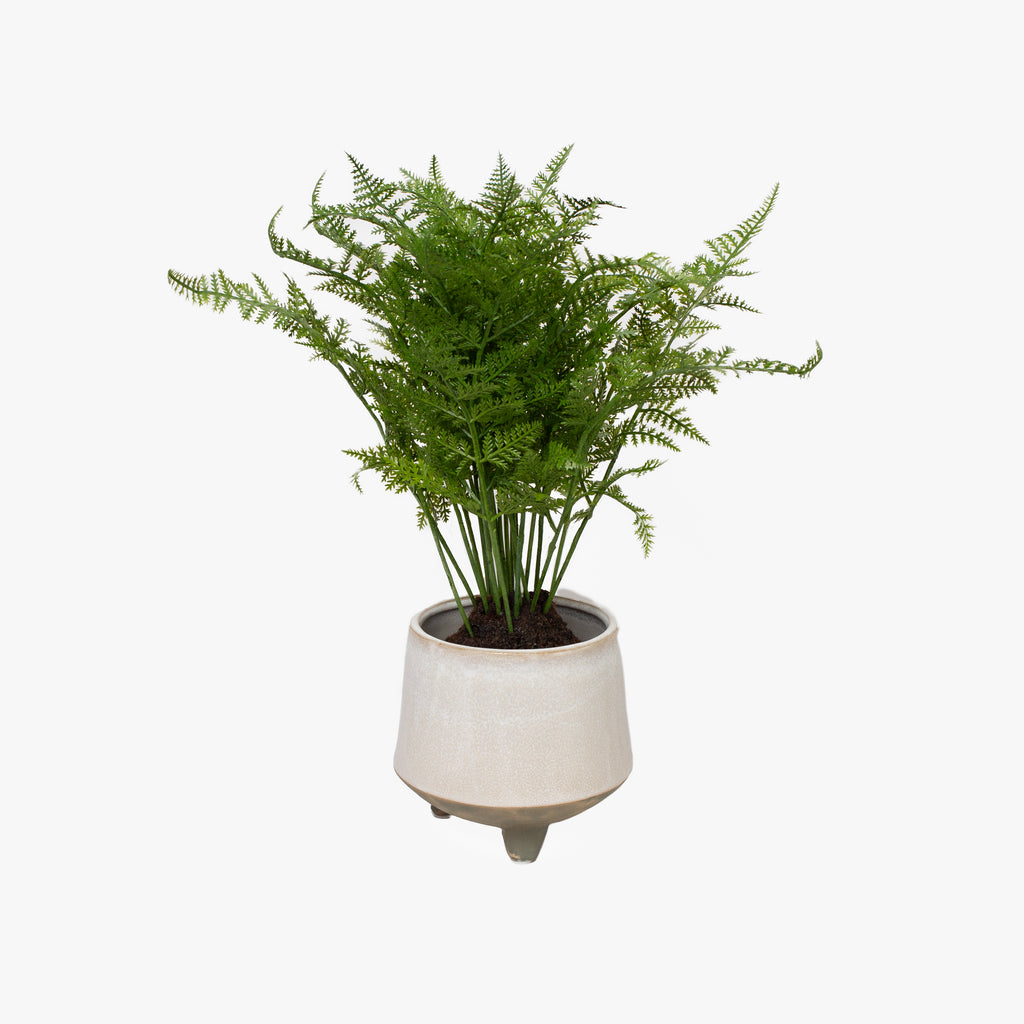 Soft Fern Drop-In