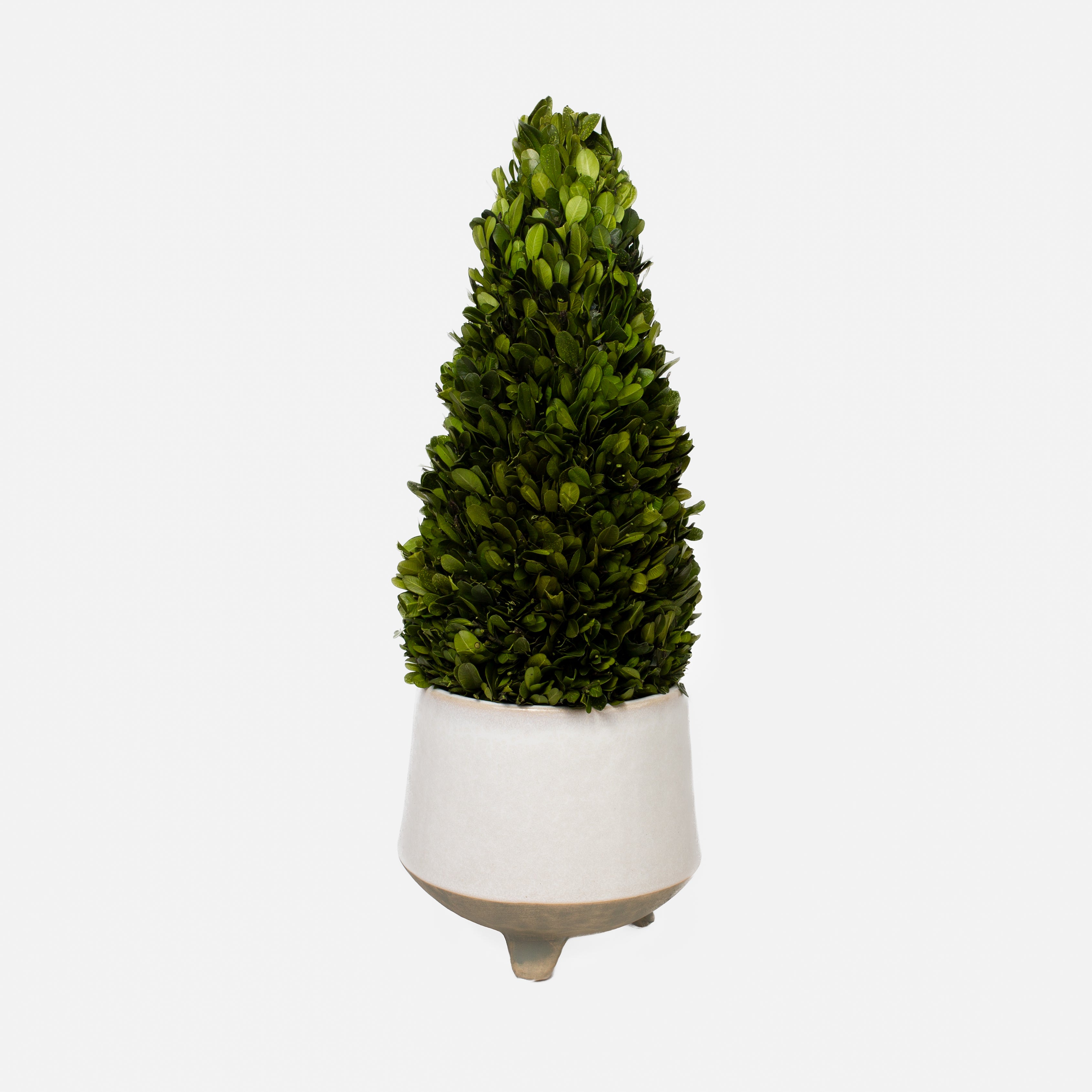 Boxwood Cone Topiary Drop-In