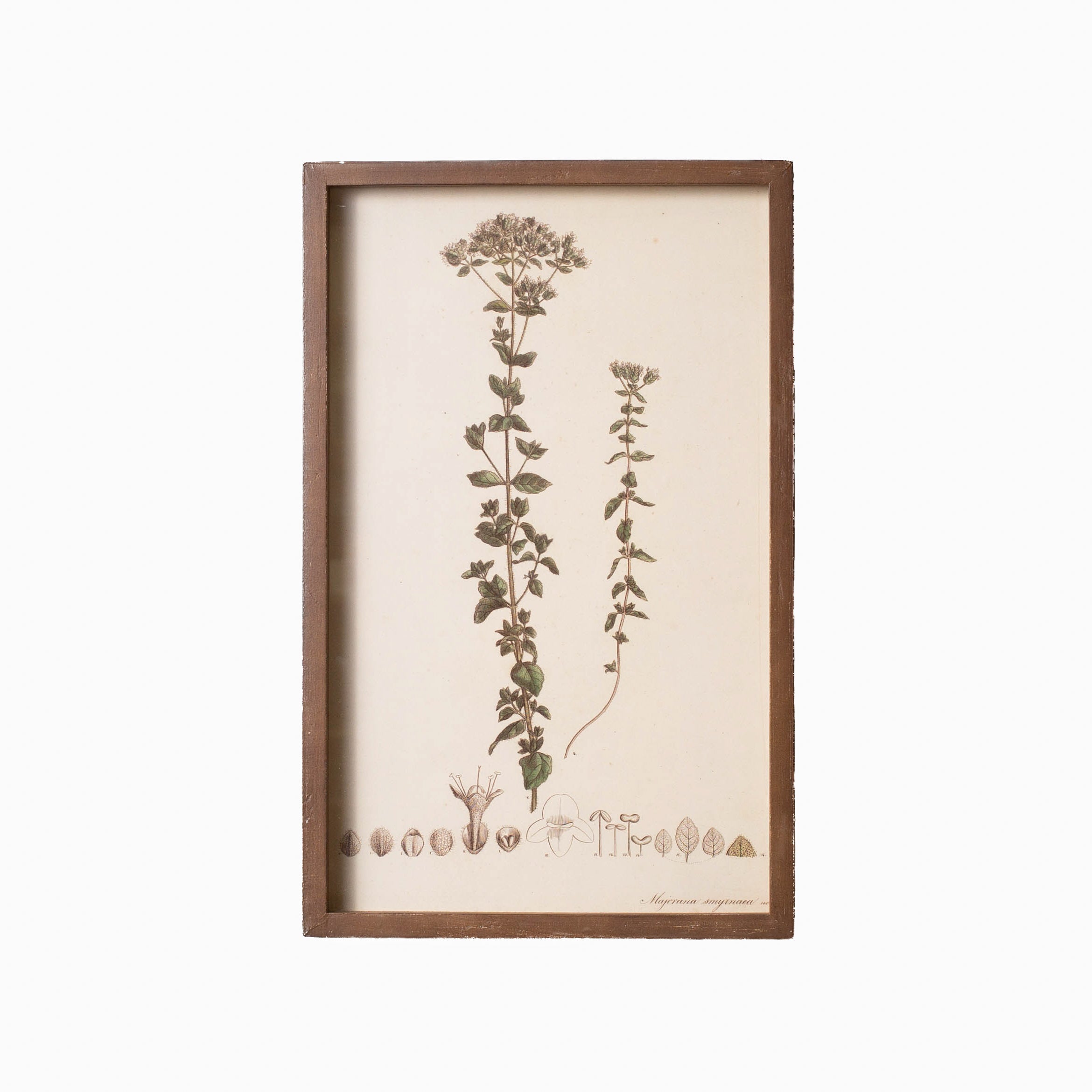 Botanical Framed Prints
