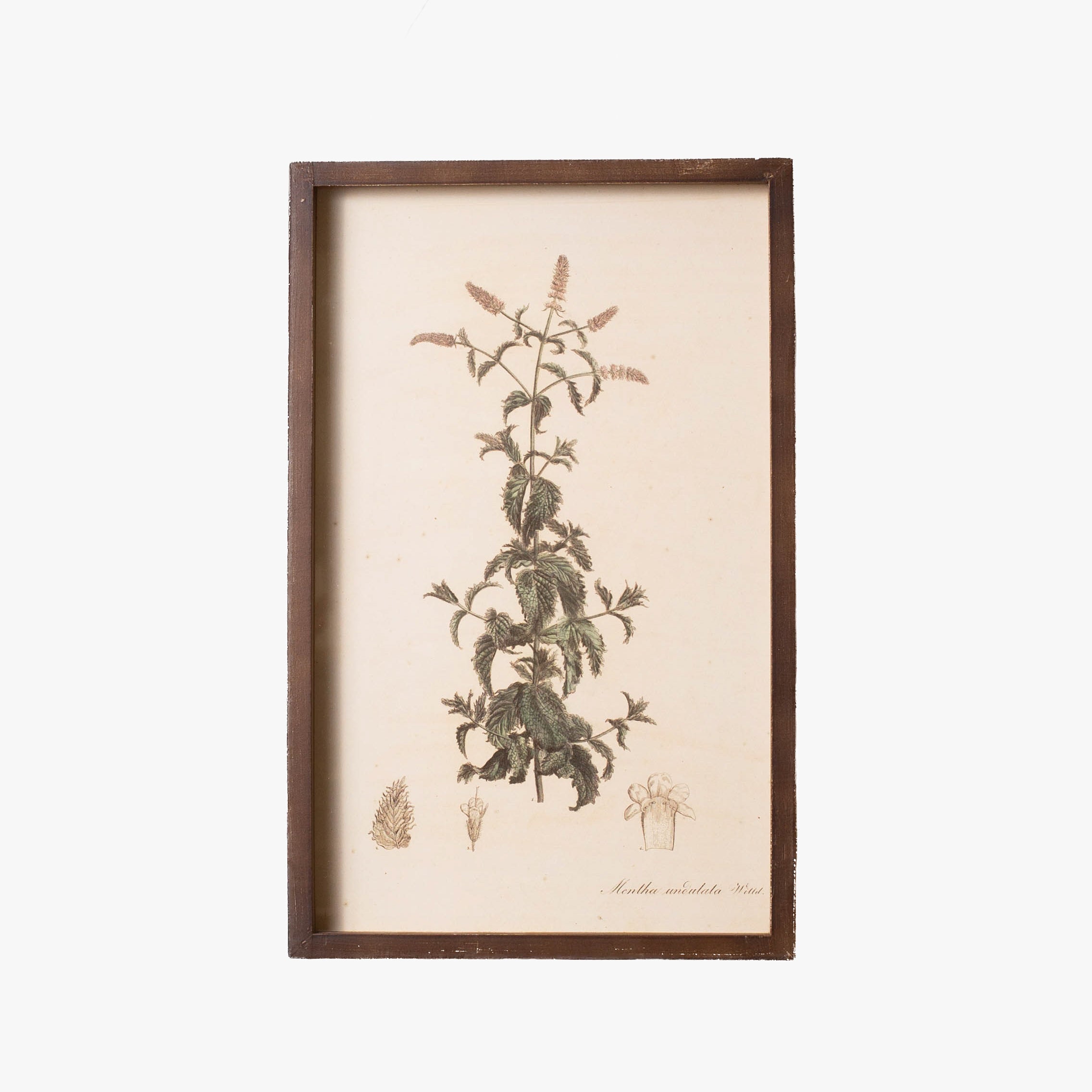 Botanical Framed Prints