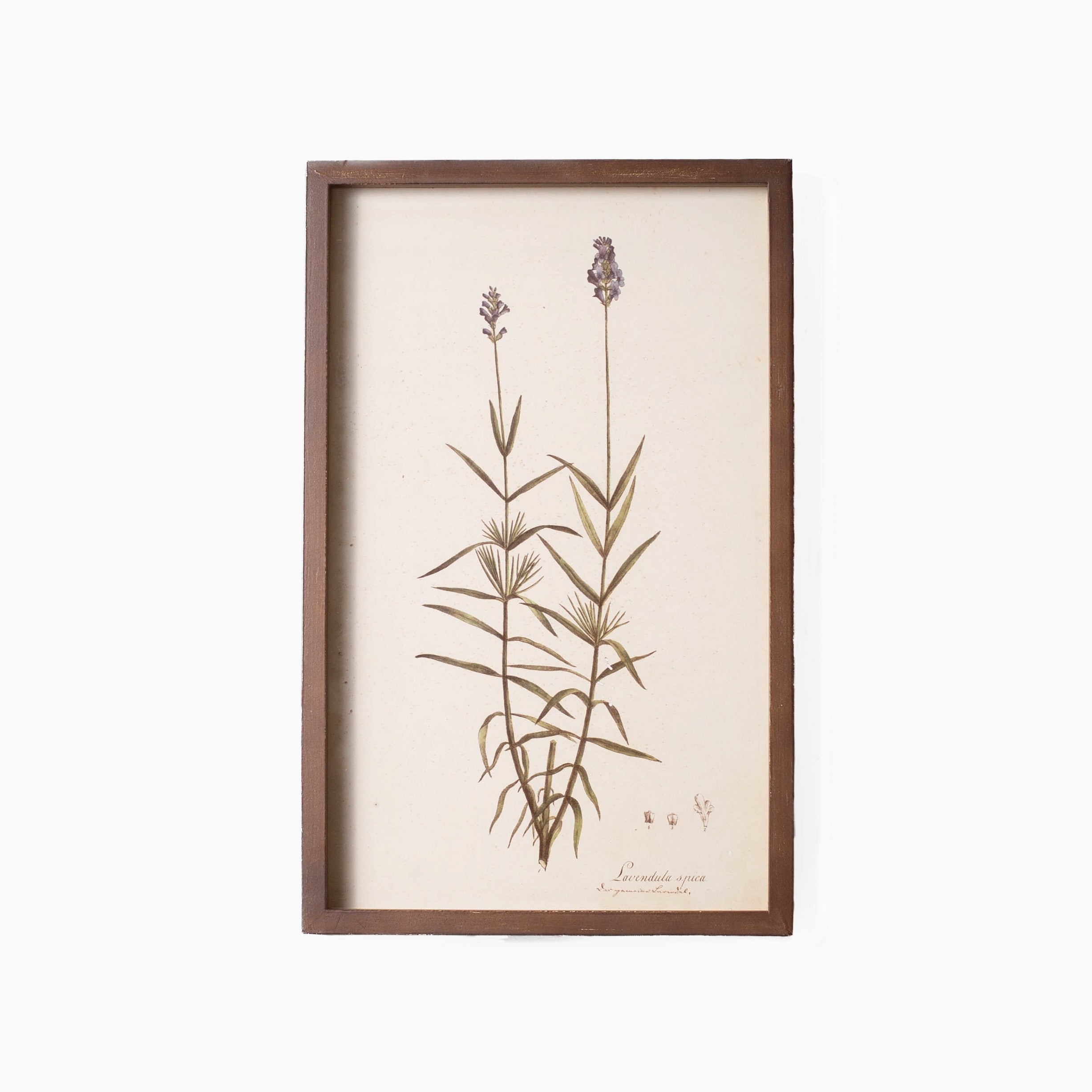 Botanical Framed Prints