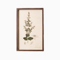 Botanical Framed Prints