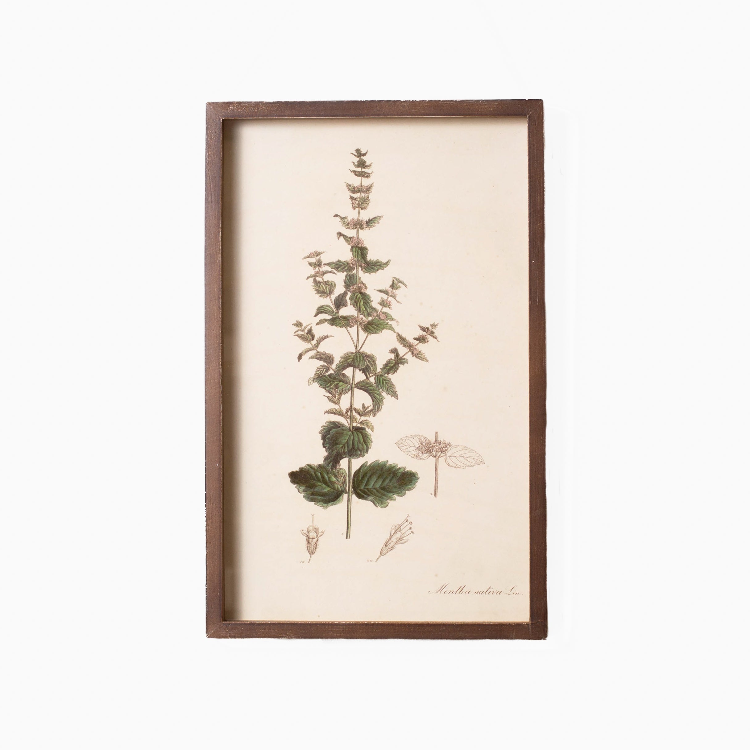 Botanical Framed Prints