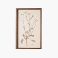 Botanical Framed Prints