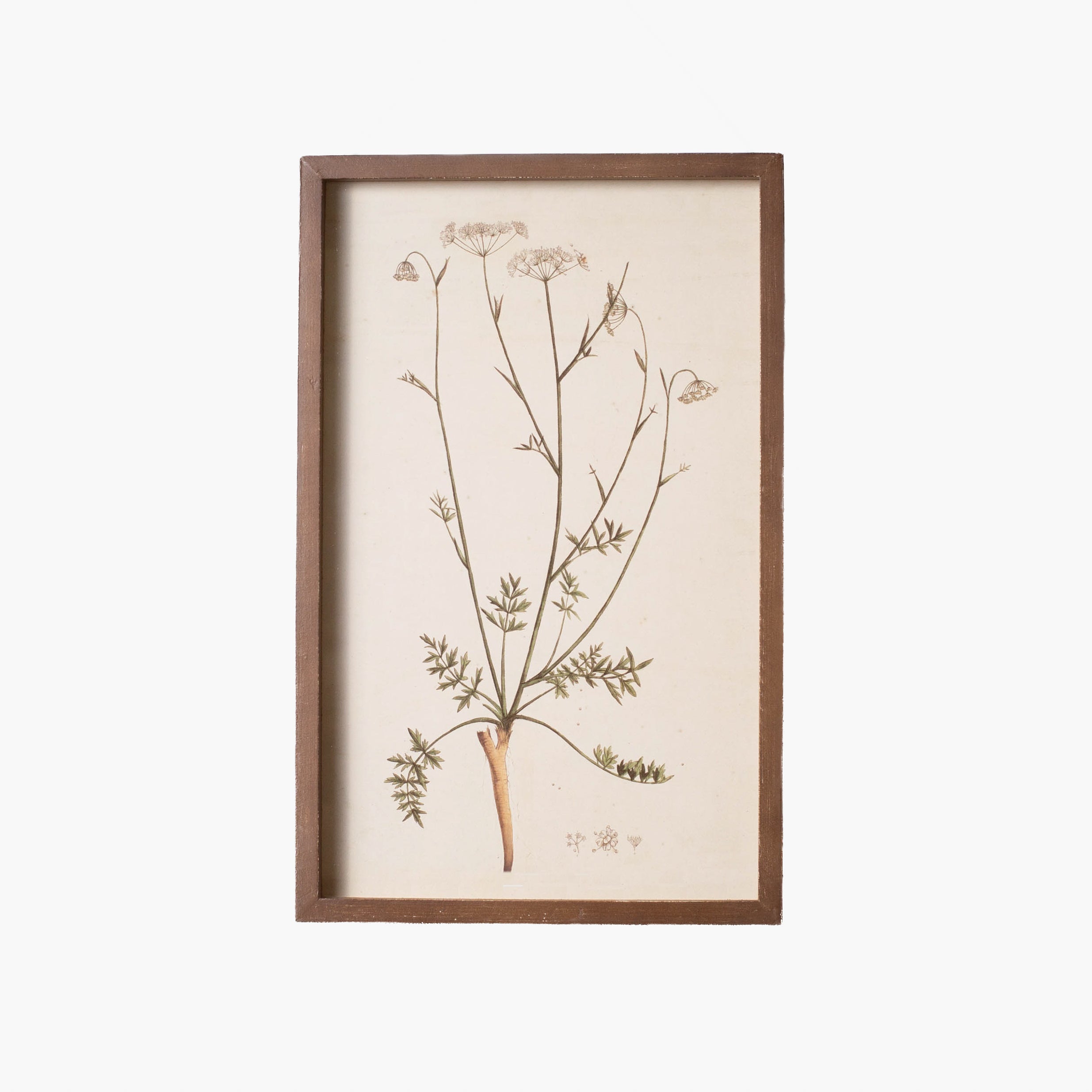 Botanical Framed Prints