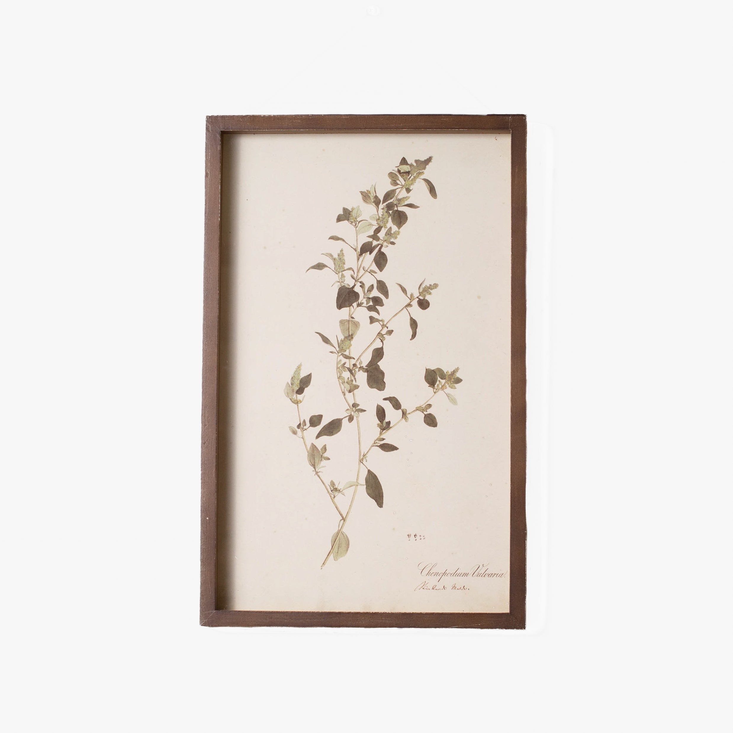Botanical Framed Prints