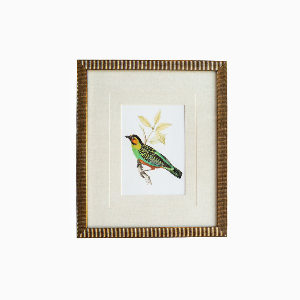 Tanager 3