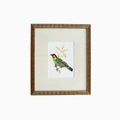 Tanager 3