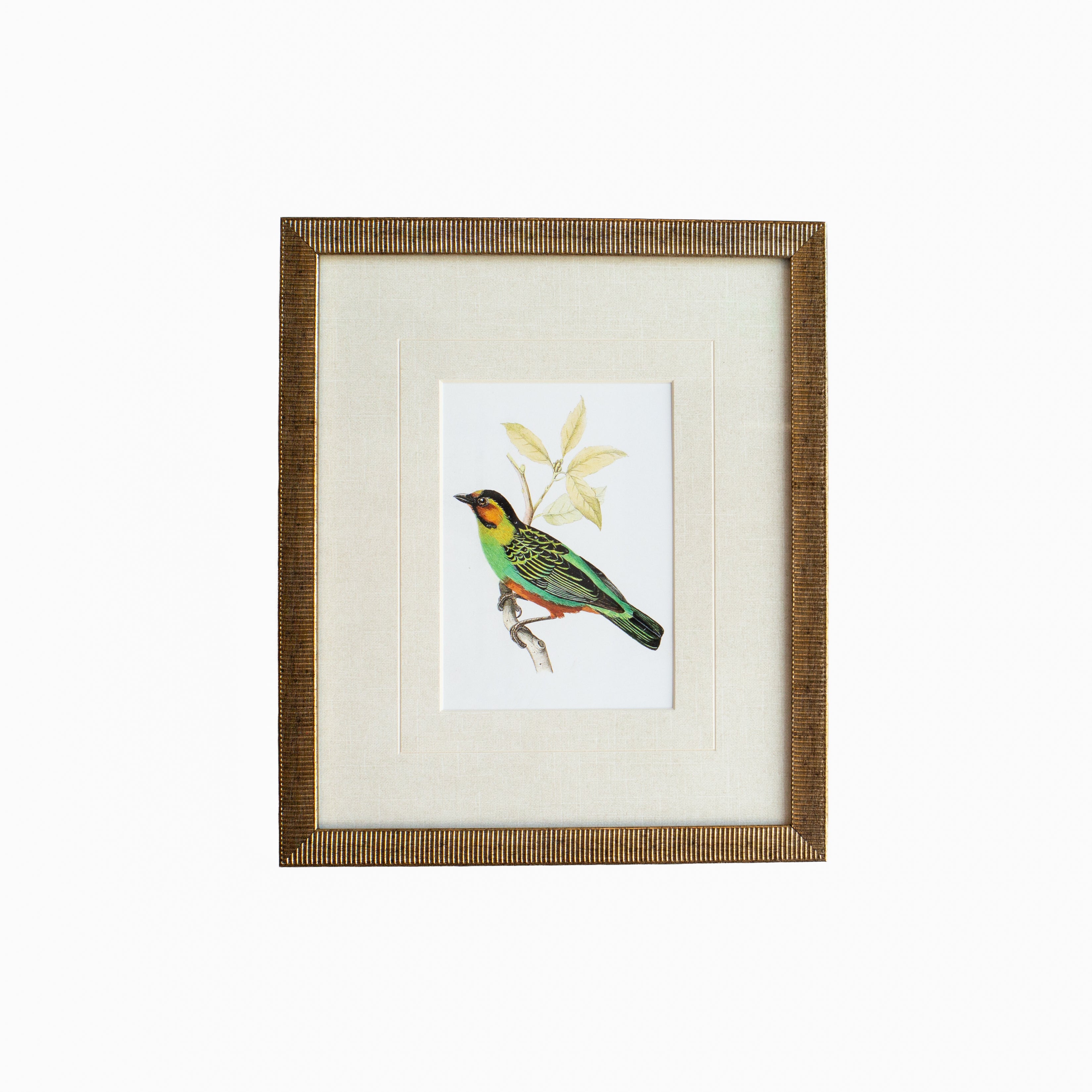 Tanager 3