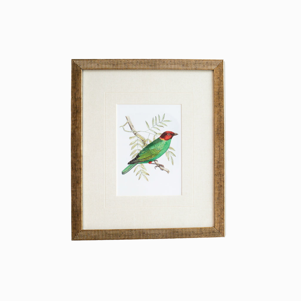 Tanager 1