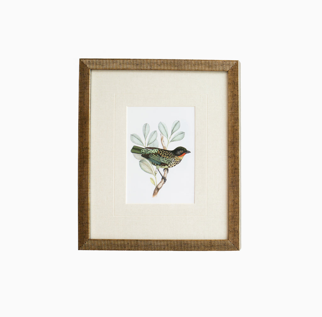 Tanager 2