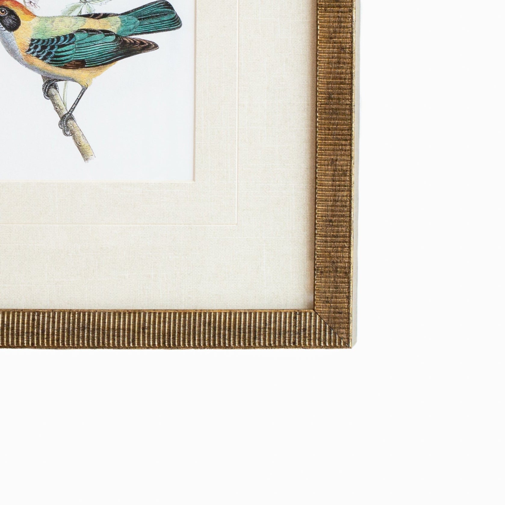 Tanager 5