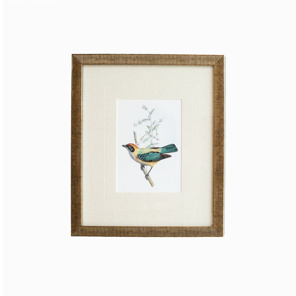 Tanager 5