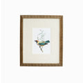Tanager 5