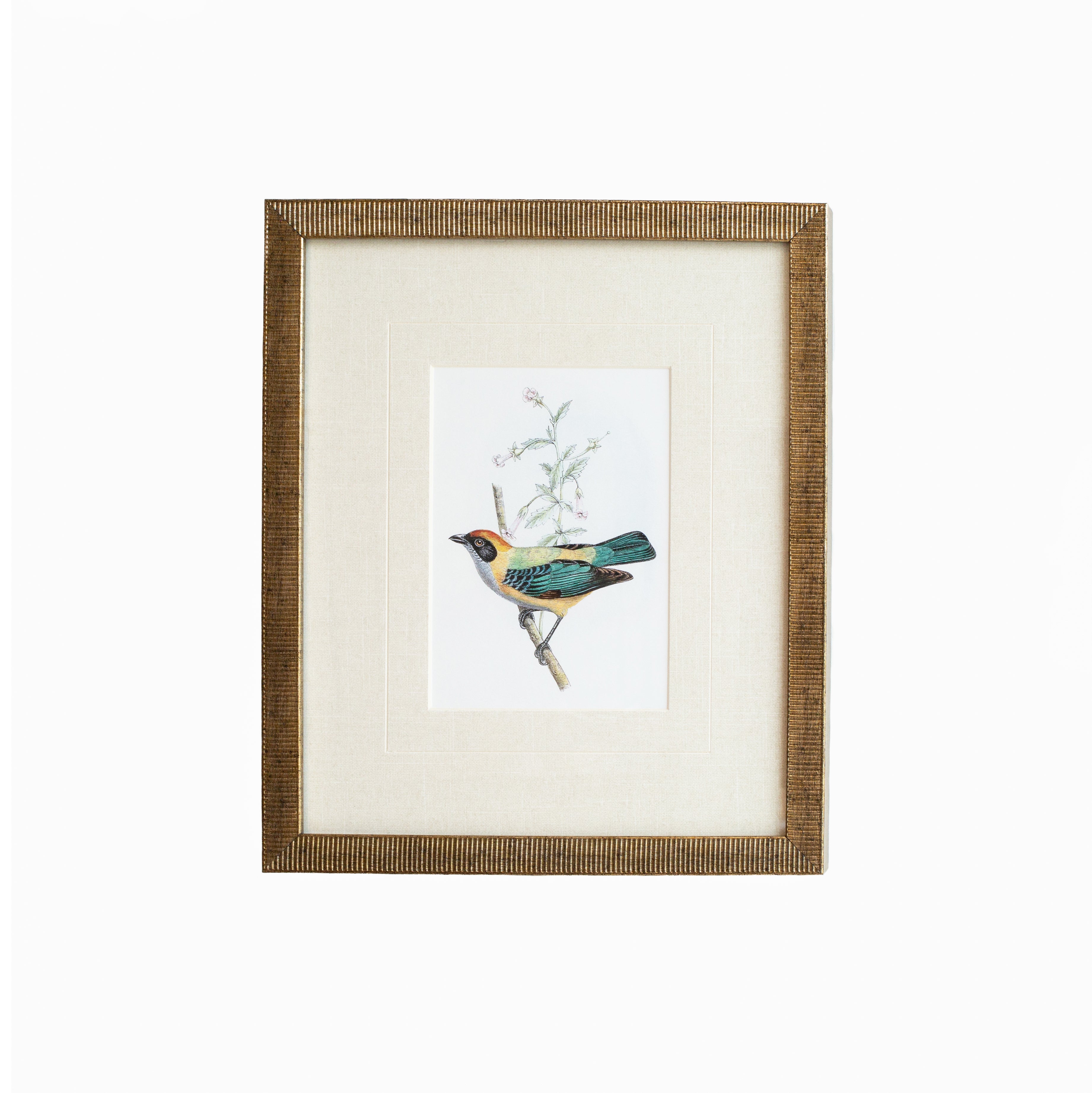 Tanager 5