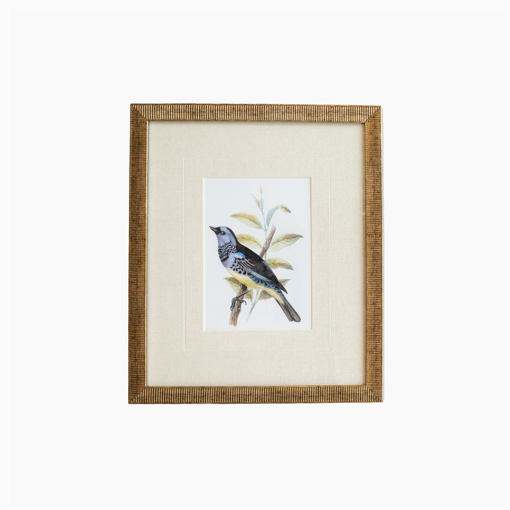 Tanager 6