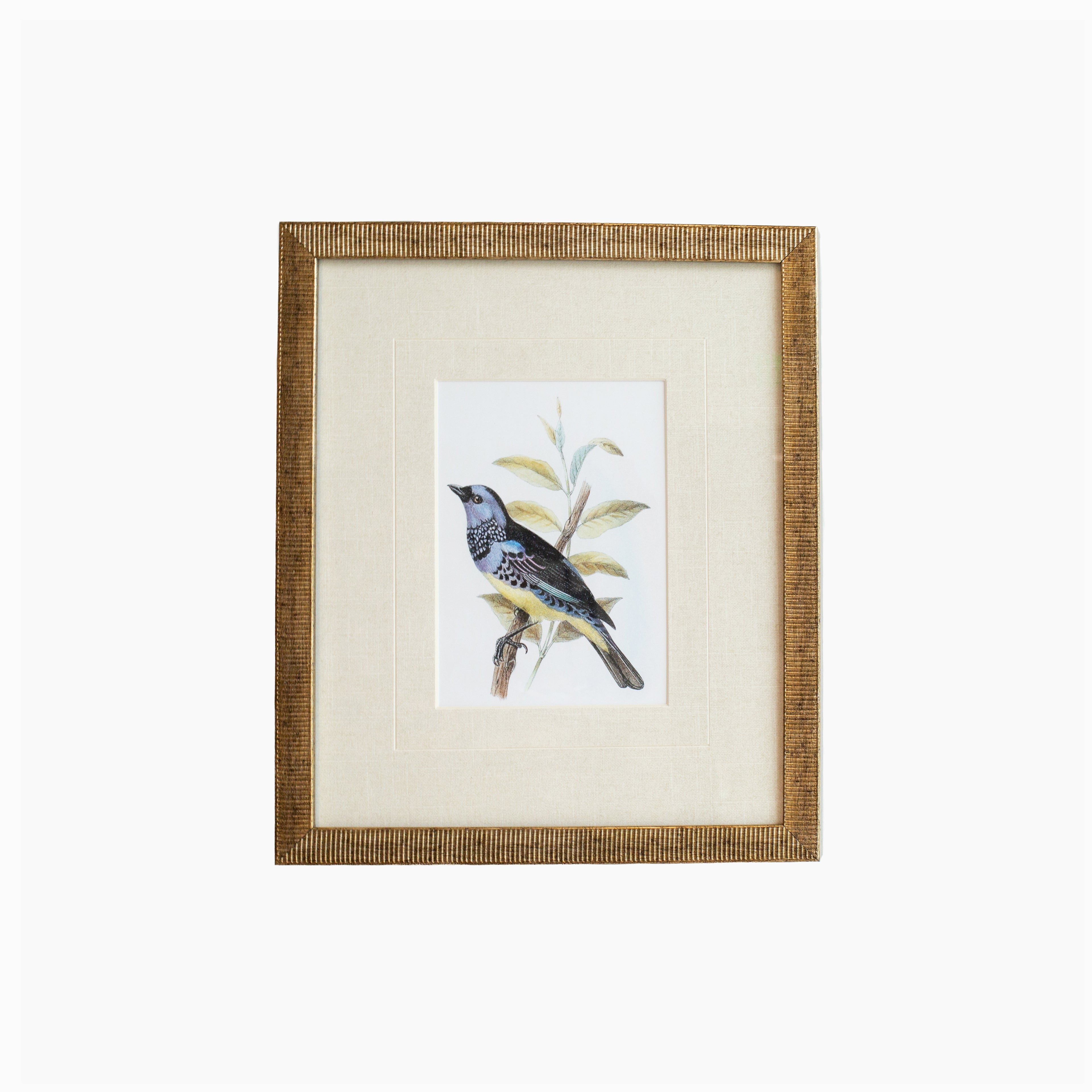 Tanager 6