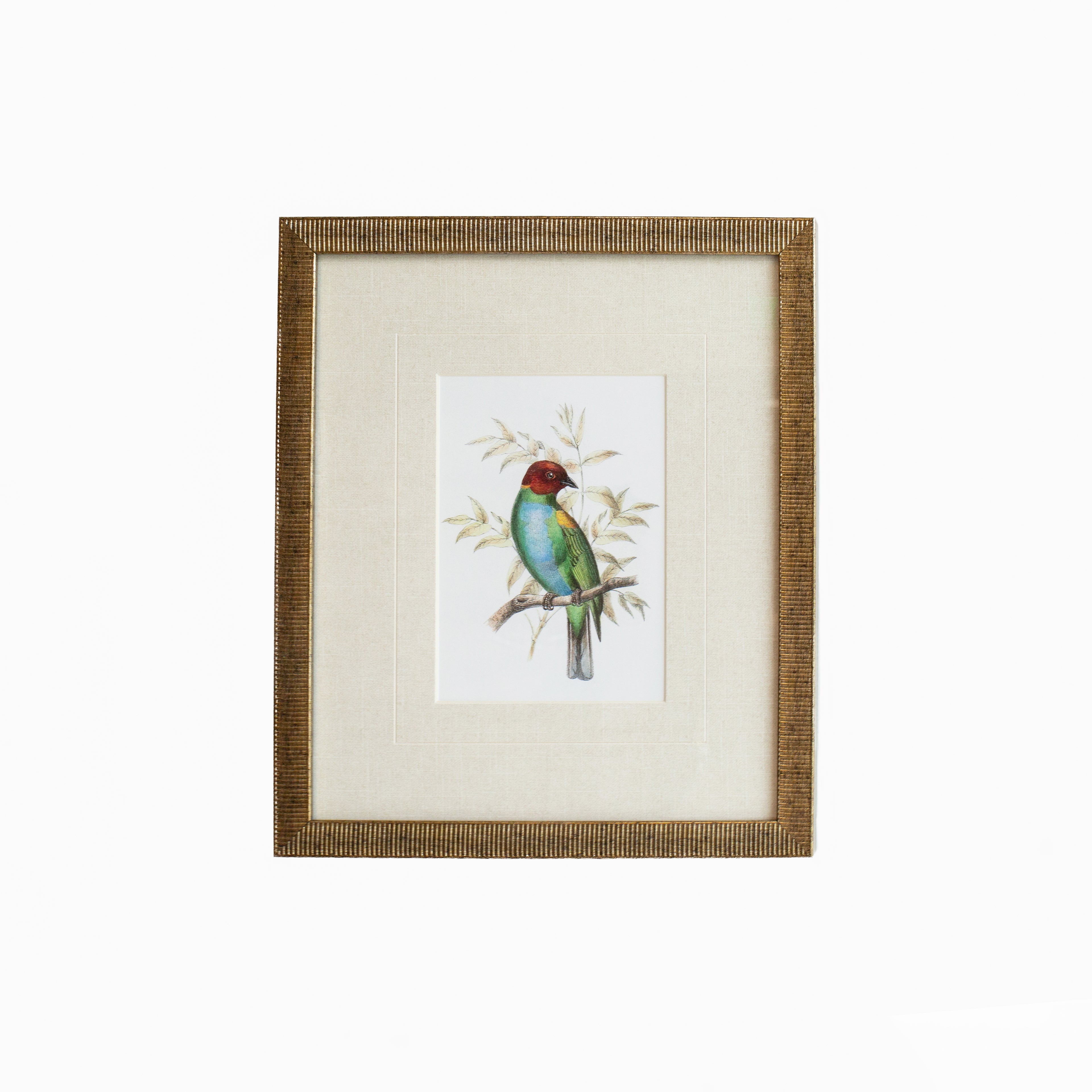 Tanager 7