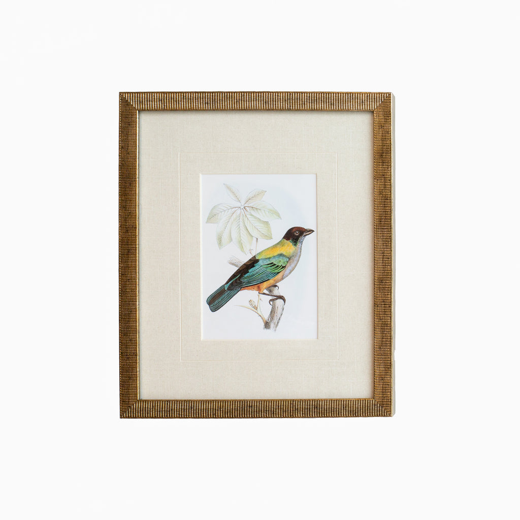 Tanager 8
