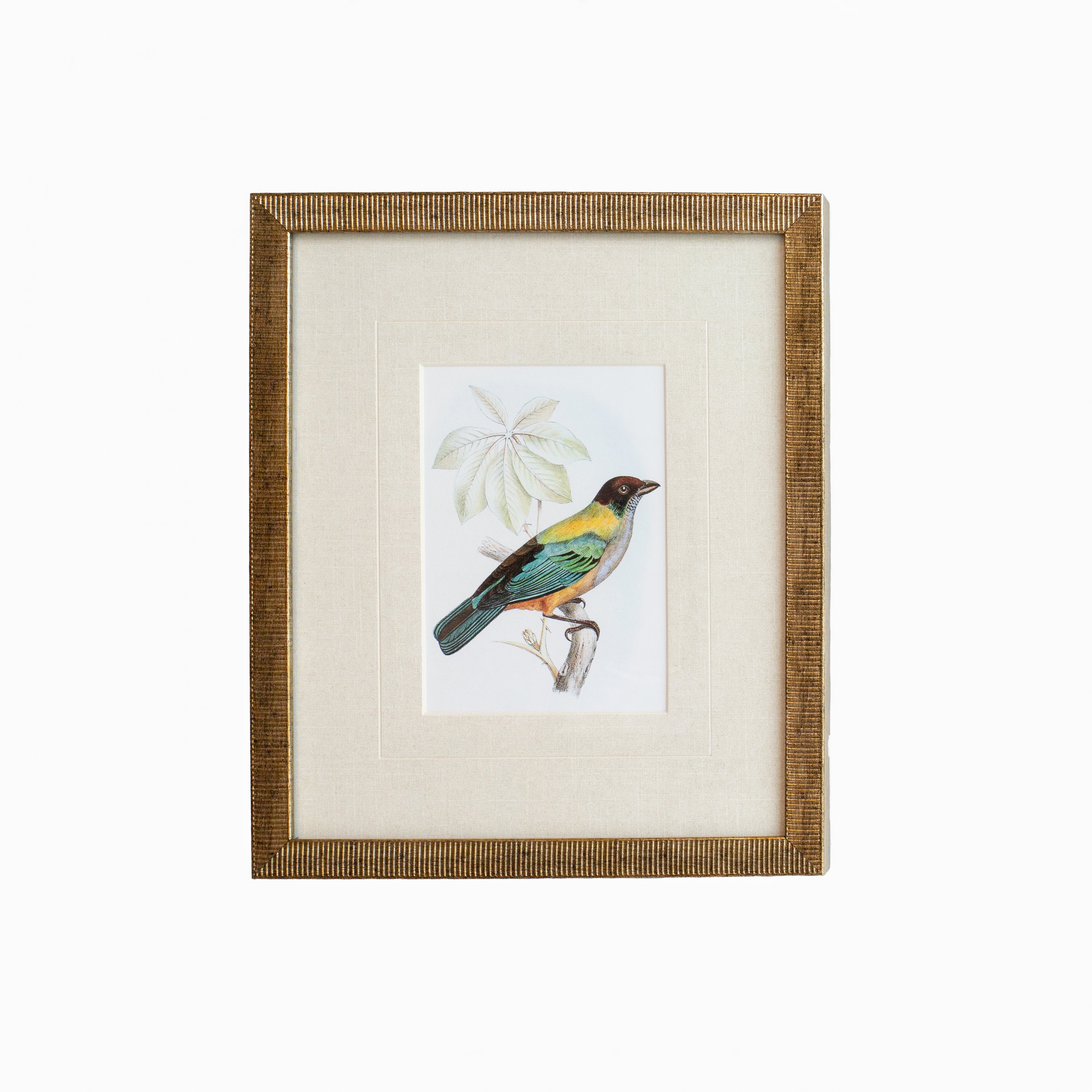Tanager 8