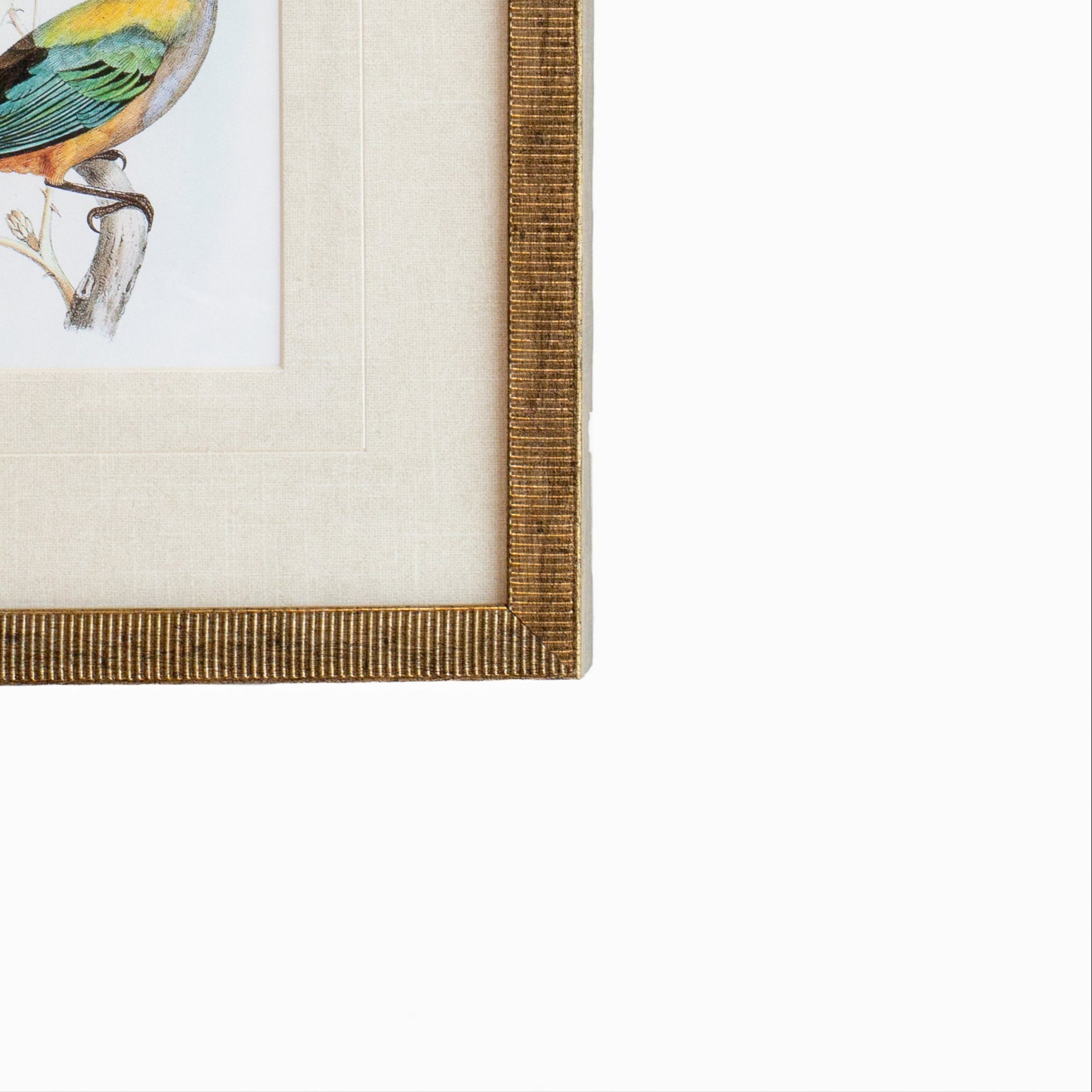 Tanager 8