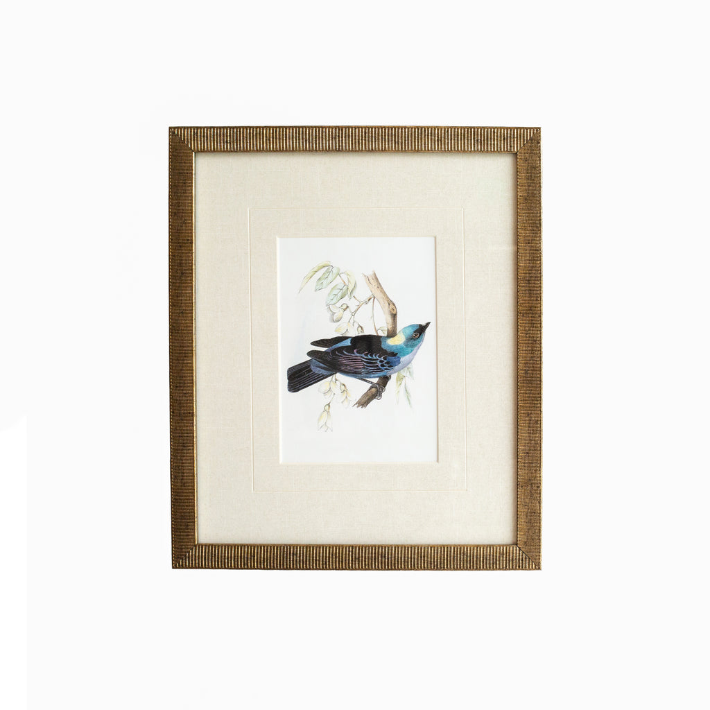 Tanager 4
