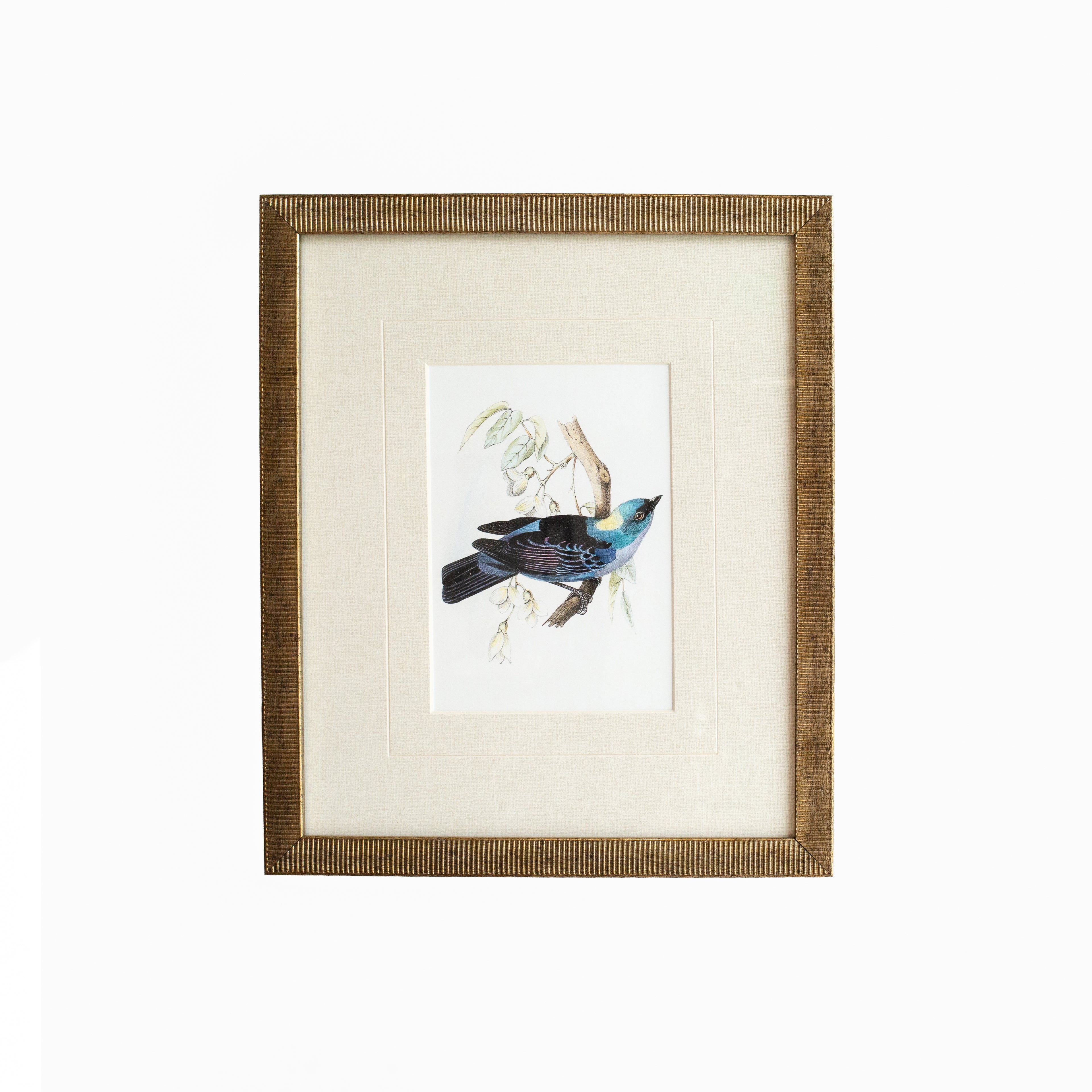 Tanager 4