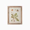 Golden Wildflower Study