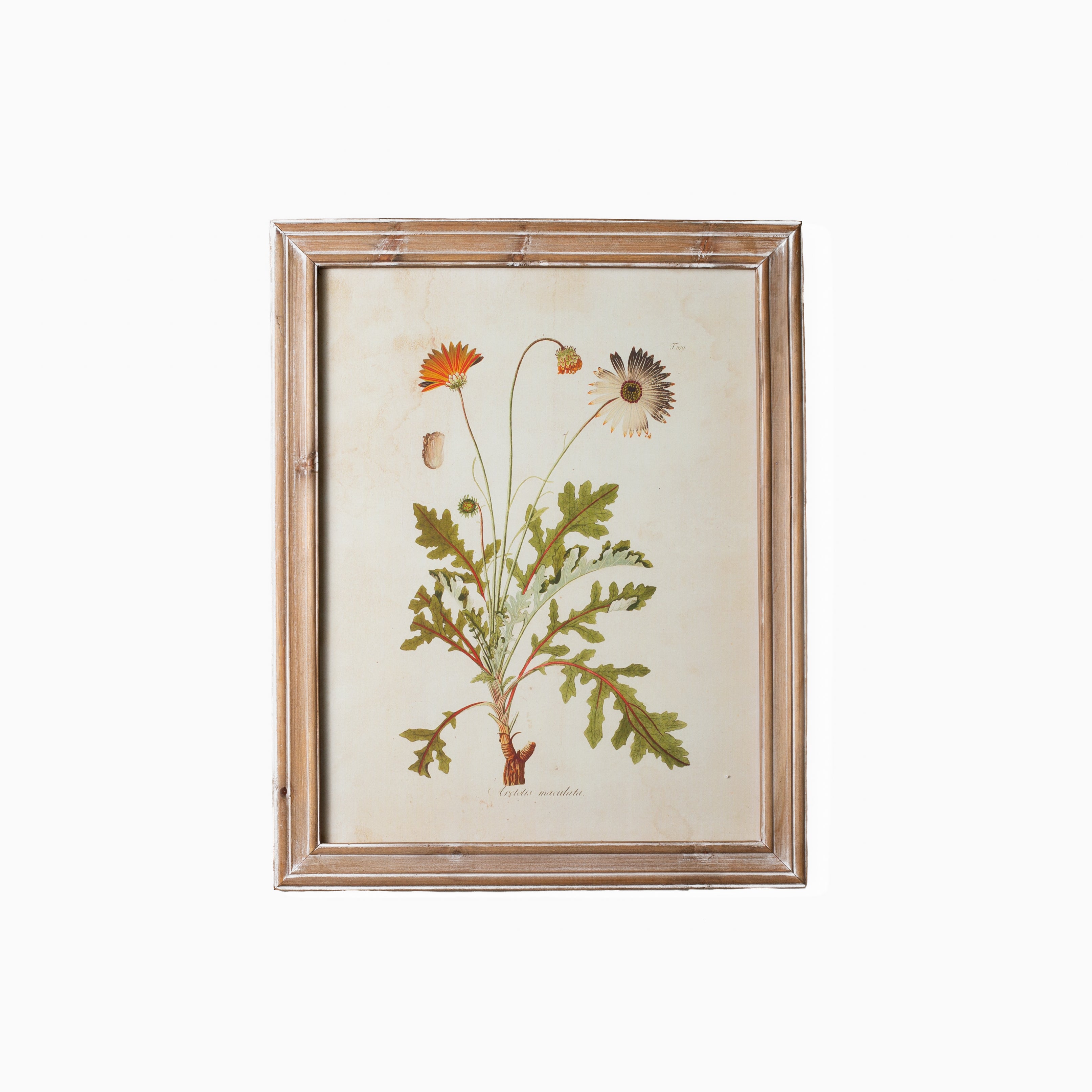 Golden Wildflower Study