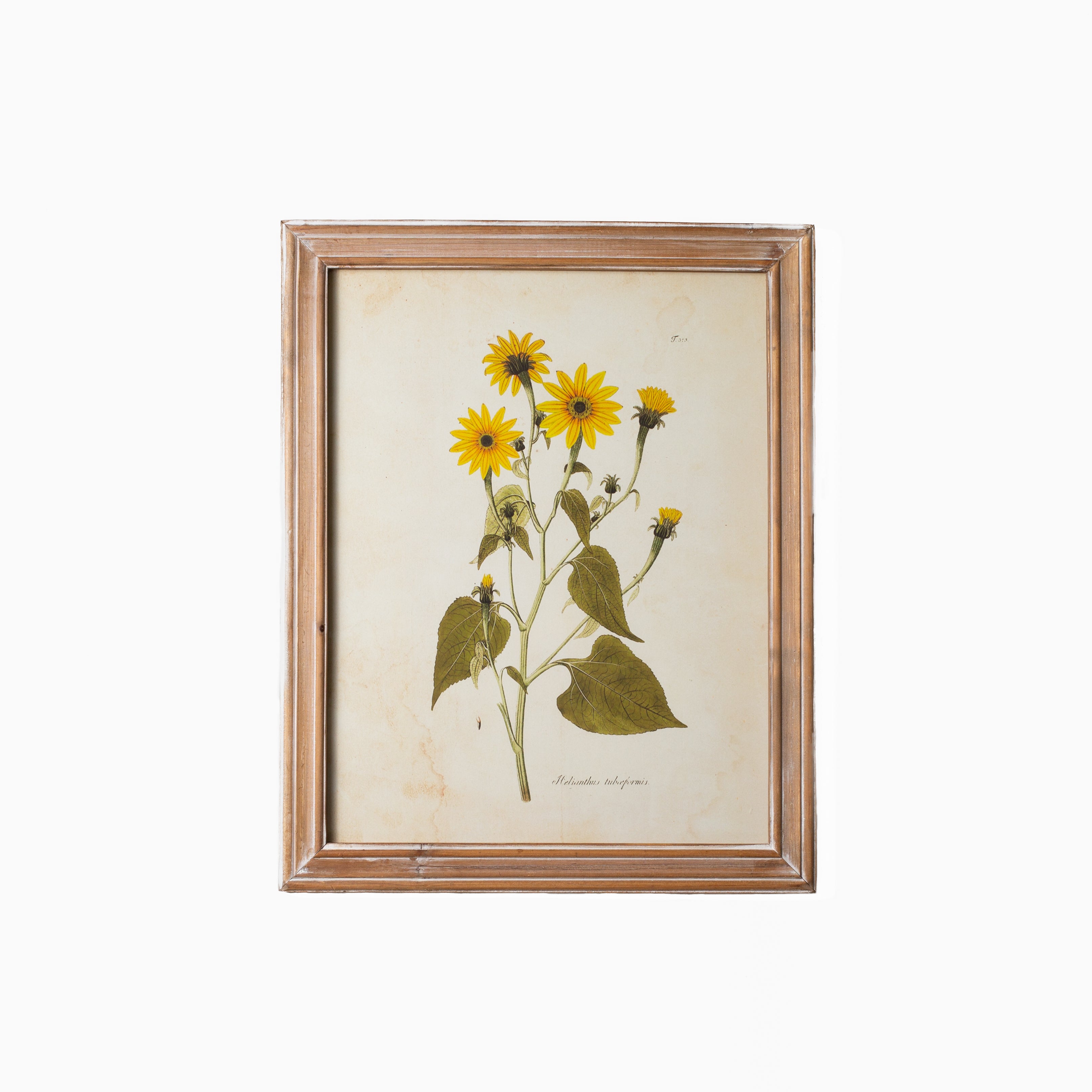 Golden Wildflower Study