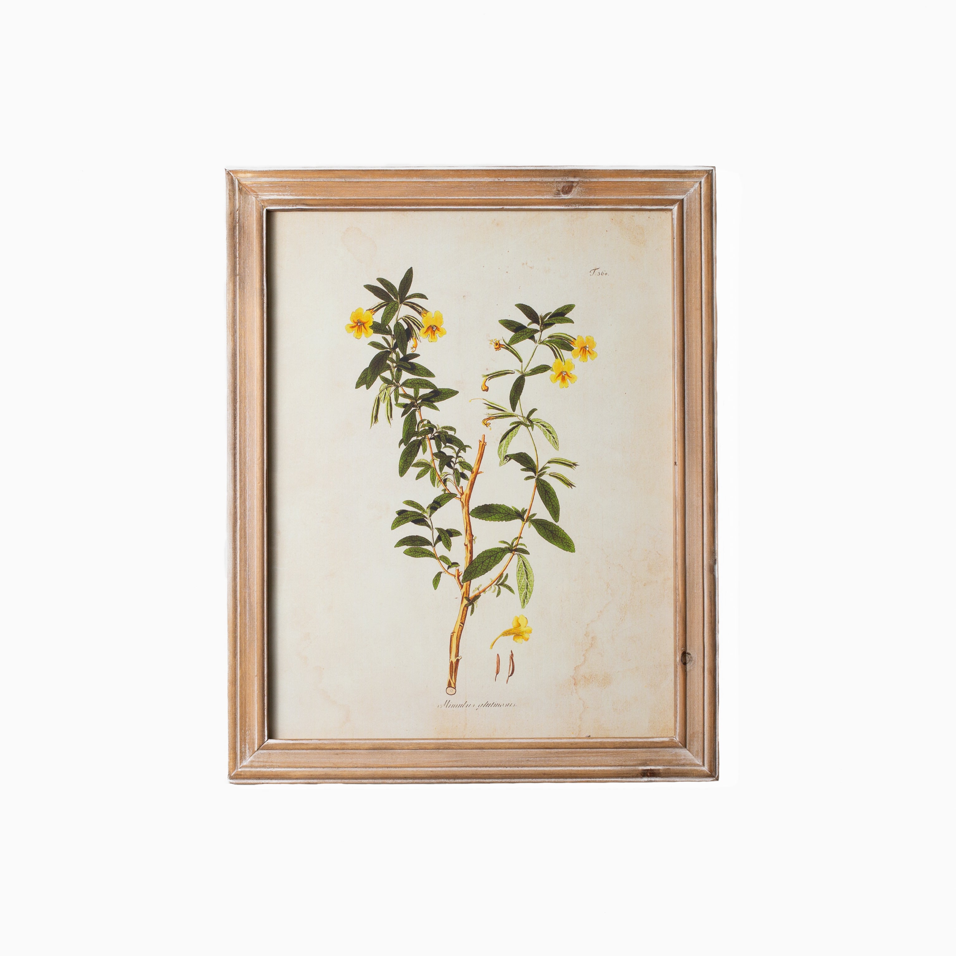 Golden Wildflower Study