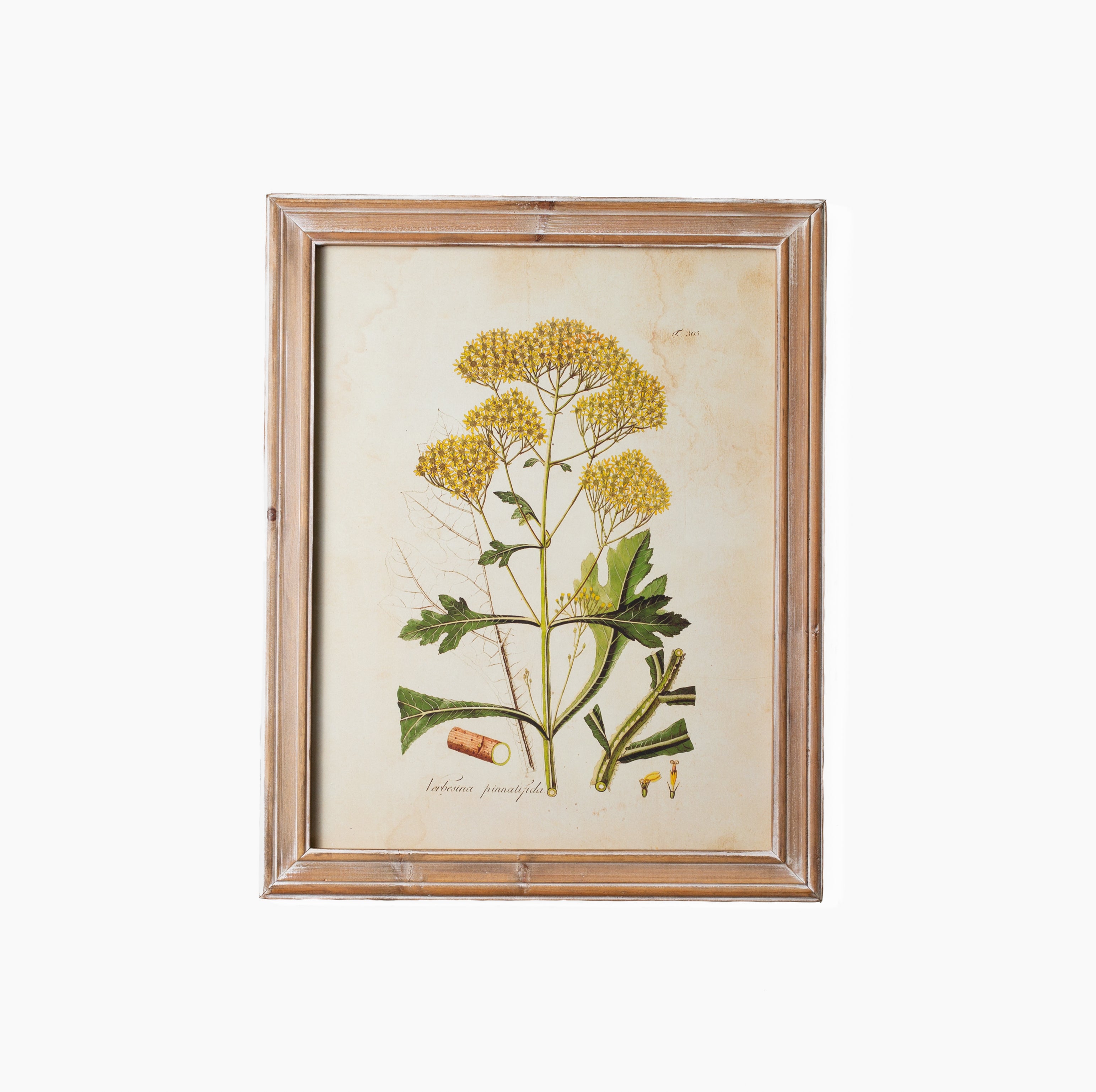 Golden Wildflower Study