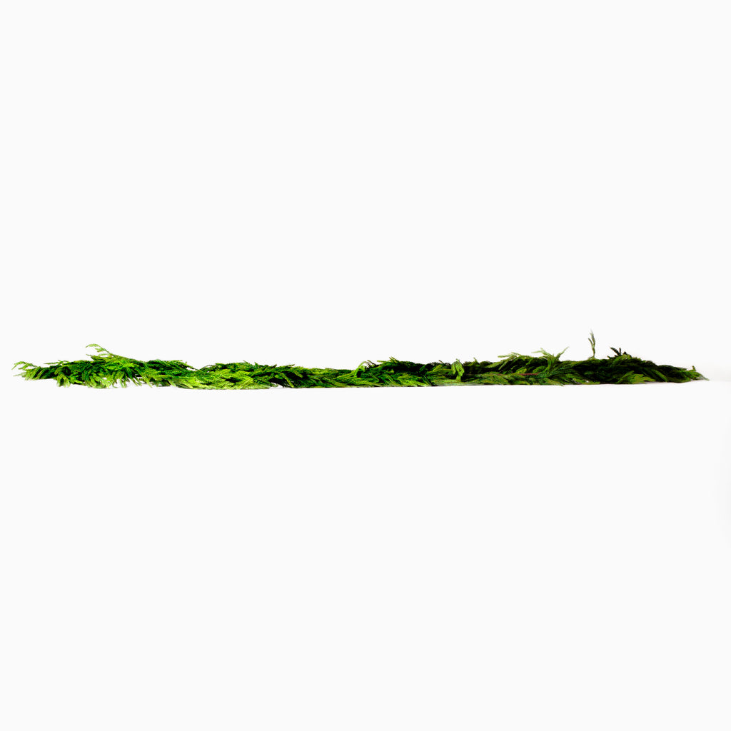 Norfolk Pine Garland 180"