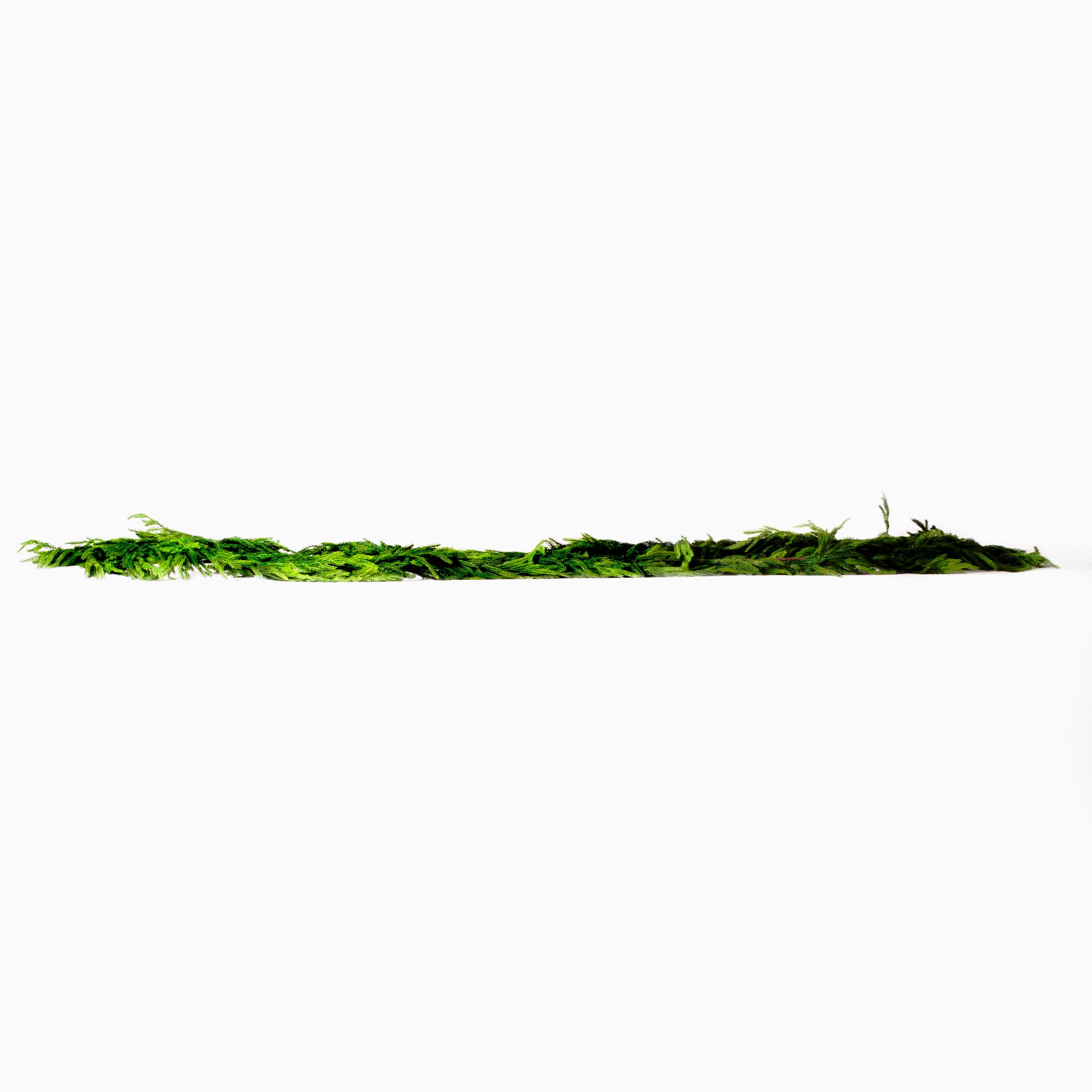 Norfolk Pine Garland 180"
