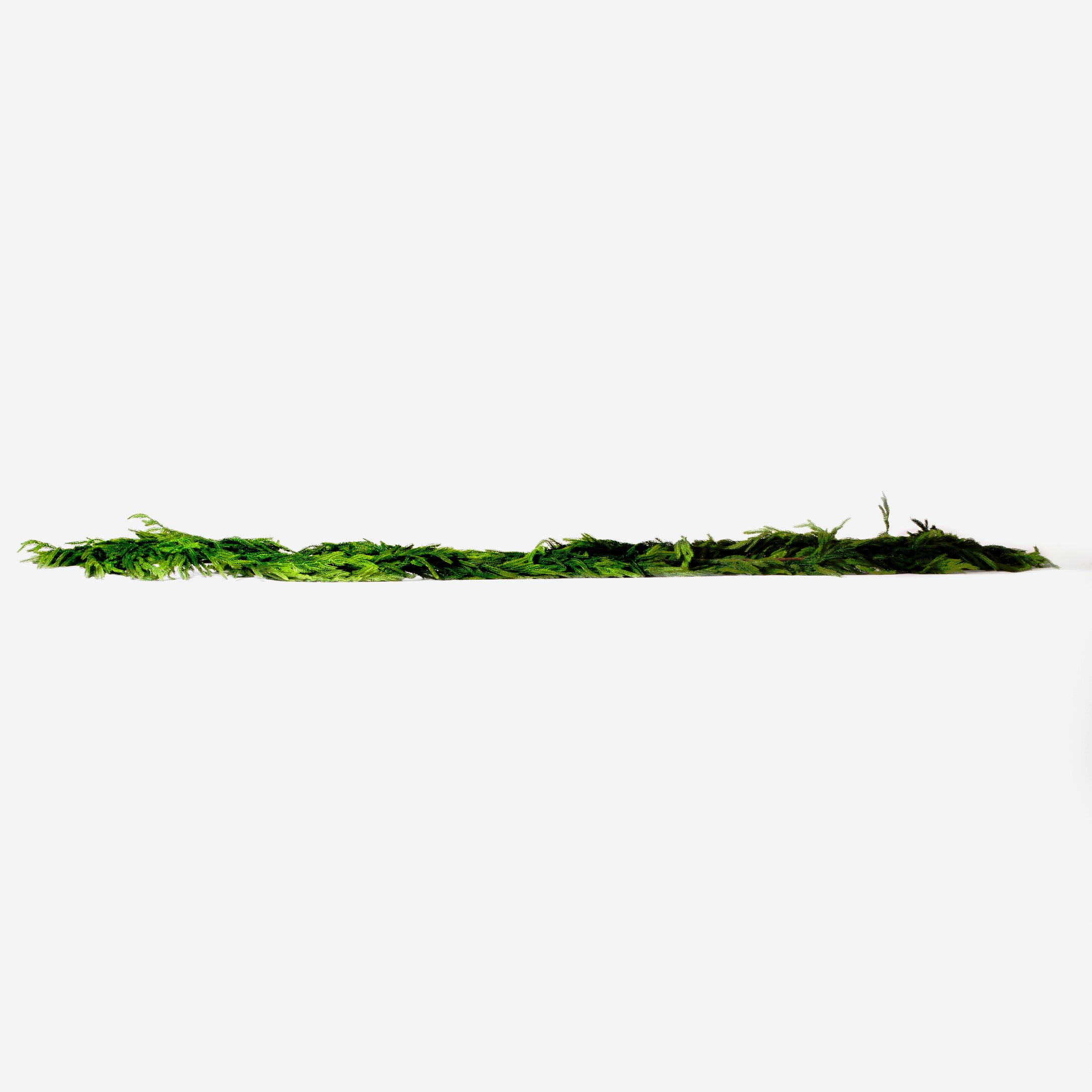 Norfolk Pine Garland 180"