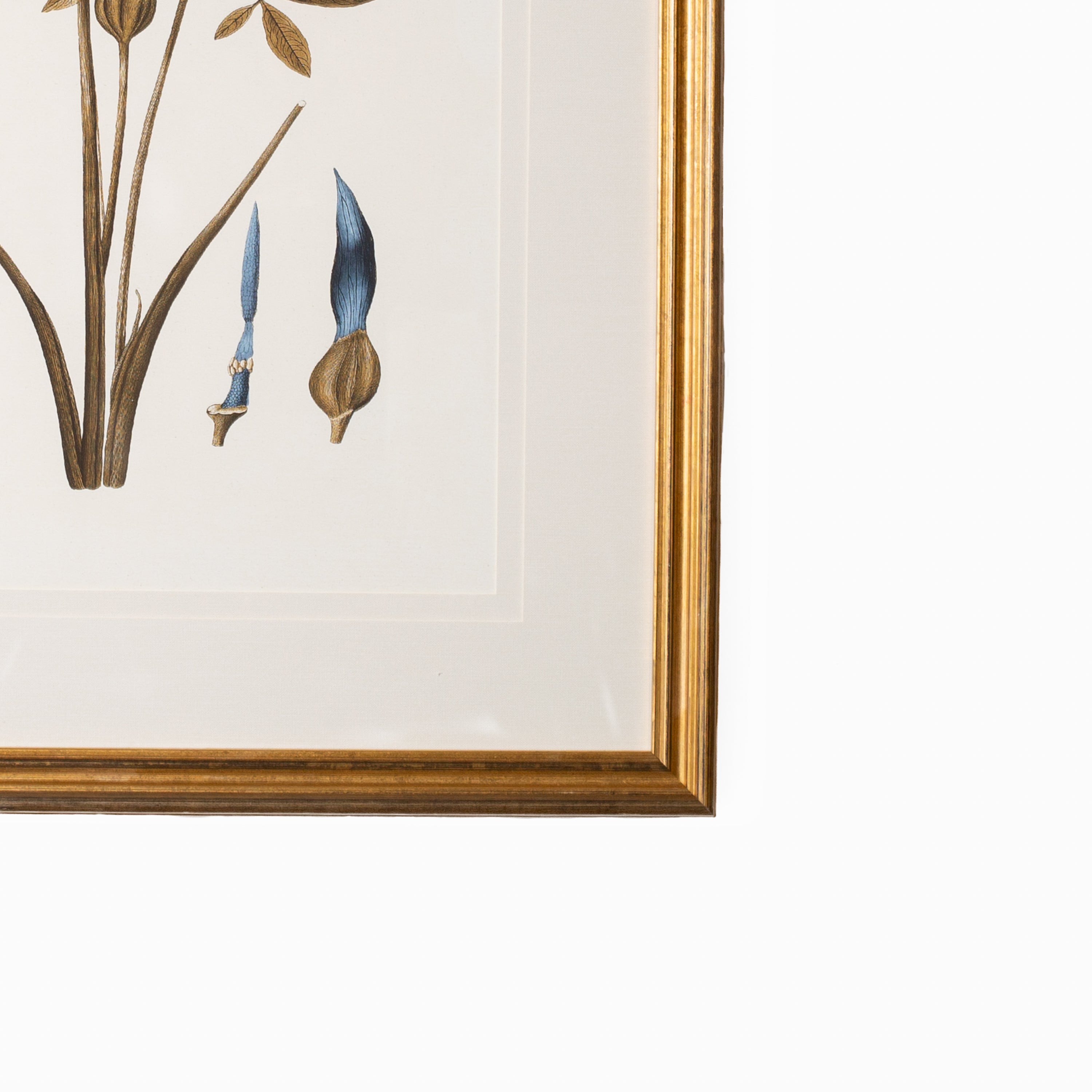 Botany Study 1