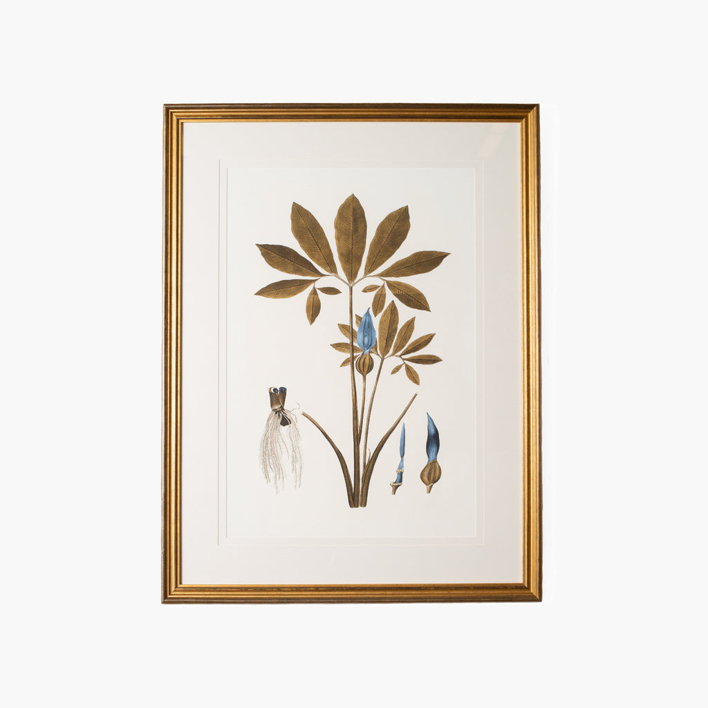 Botany Study 1