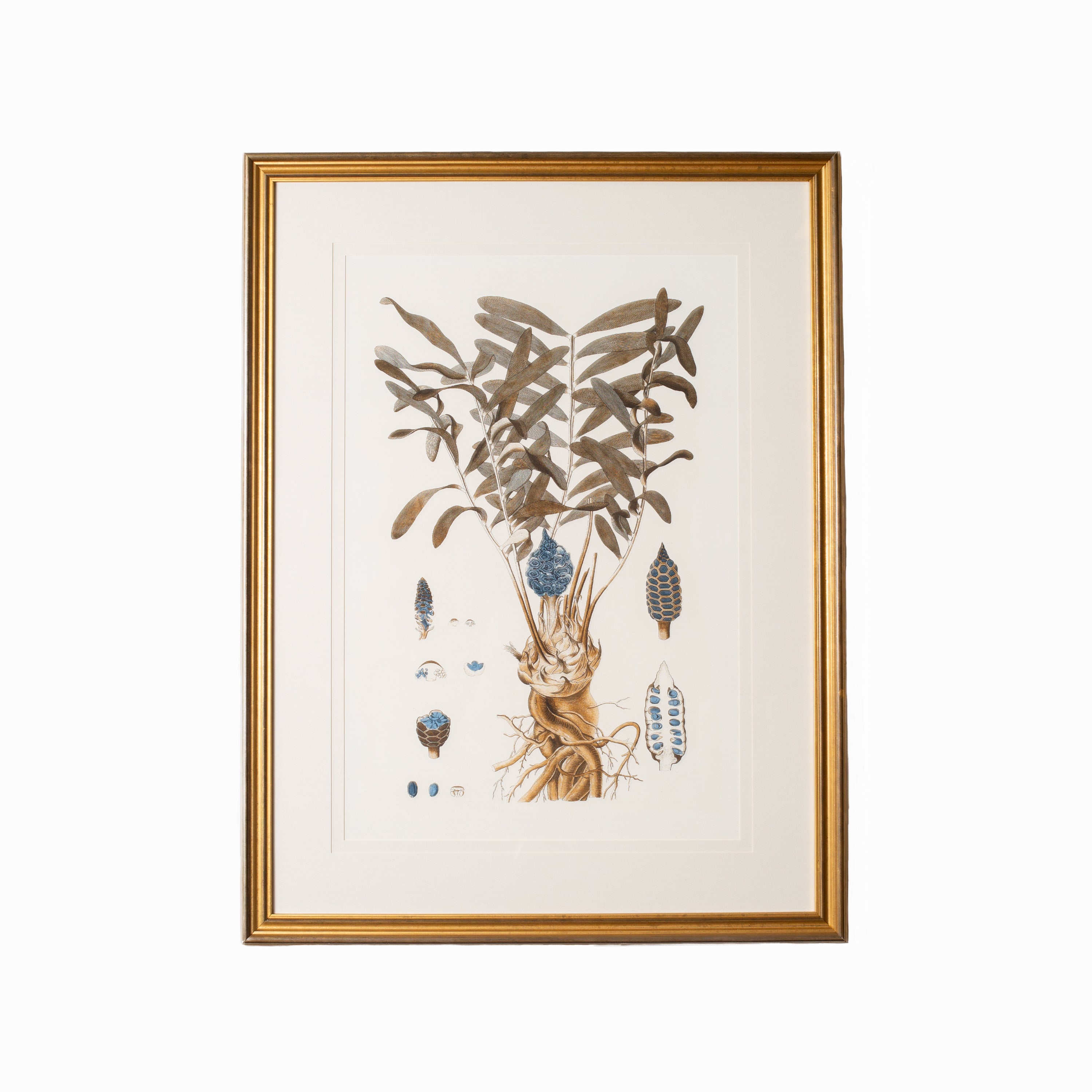 Botany Study 2