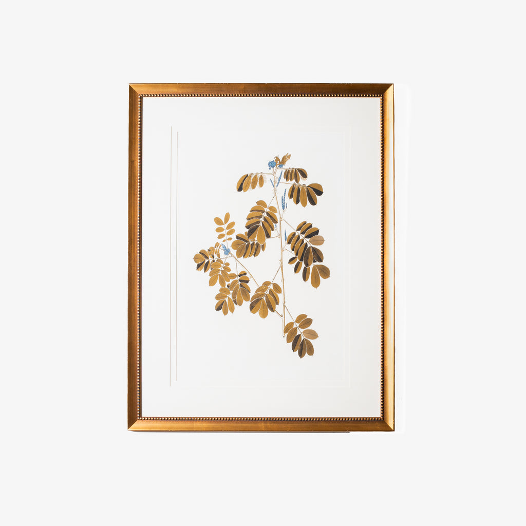 Botany Study 4