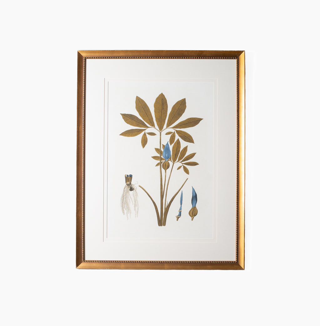 Botany Study 1