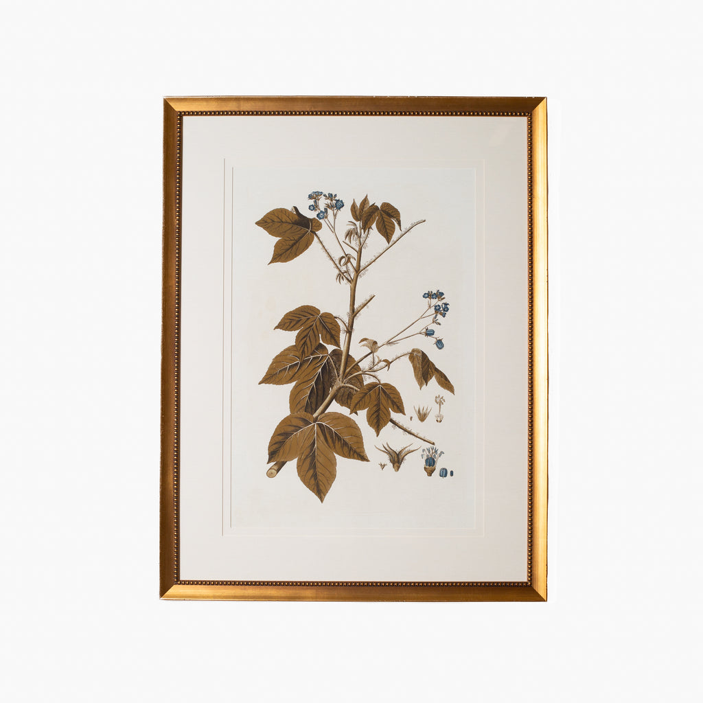 Botany Study 3