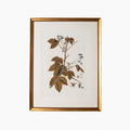 Botany Study 3