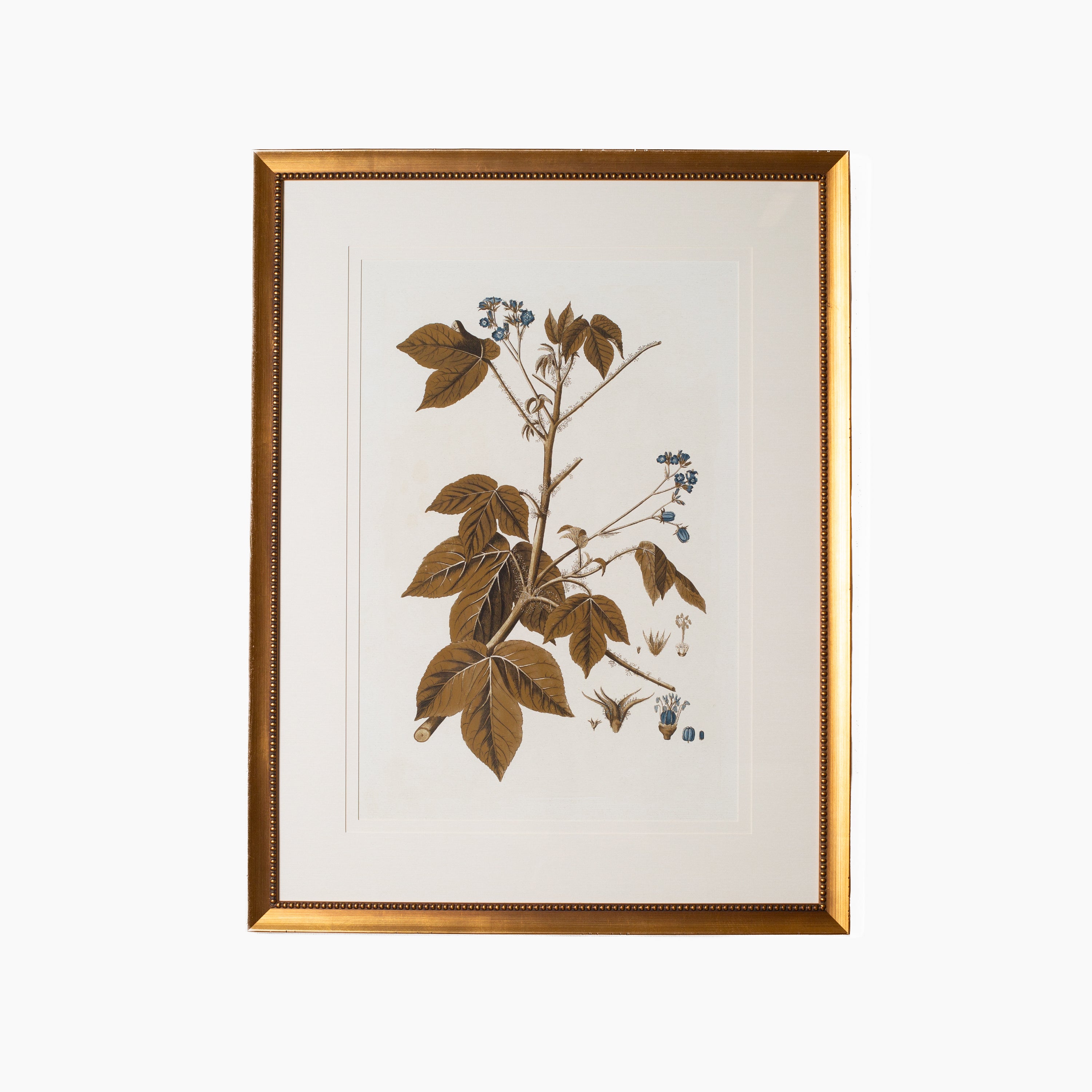 Botany Study 3