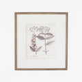 Antique Sepia Botanical VI