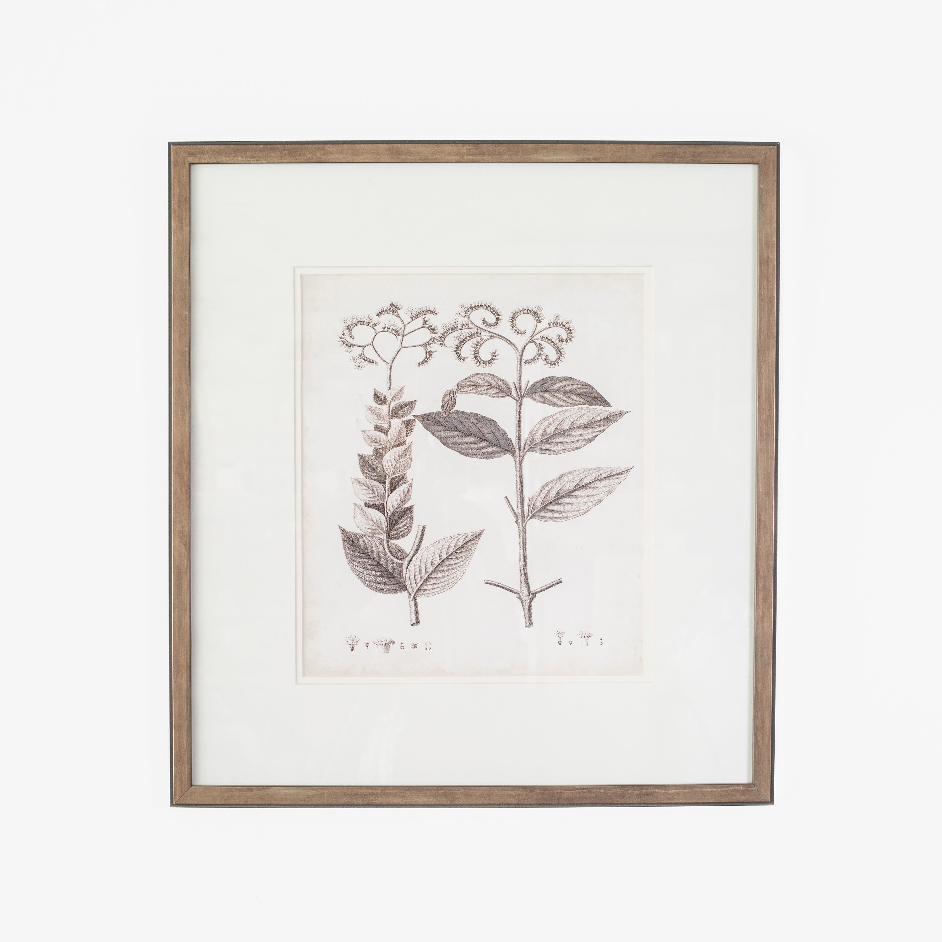 Antique Sepia Botanical VI