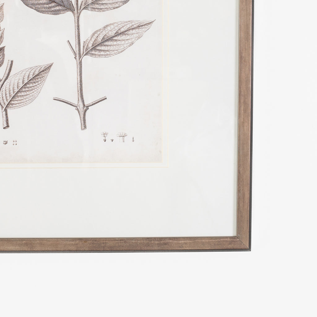 Antique Sepia Botanical VI