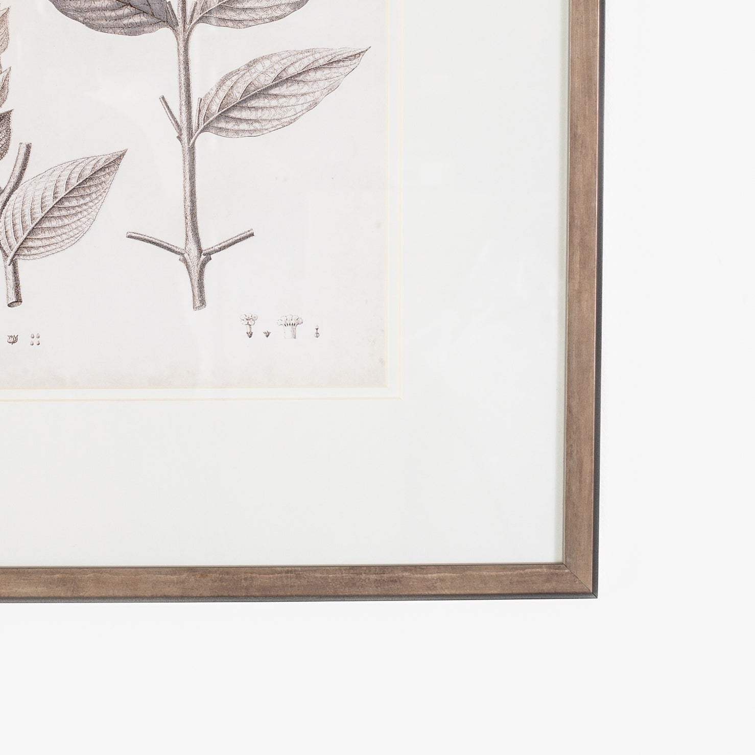 Antique Sepia Botanical VI