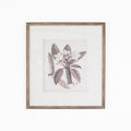 Antique Sepia Botanical VII